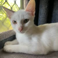 Photo of Iggy