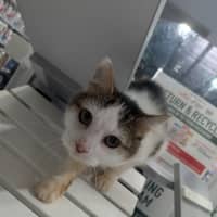 Photo of Ziggy