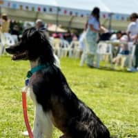 Photo of Harvey   7 Year Old Border Collie X Sheltie