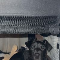 Photo of Bindi   5 Month Old Staffy X Cattle Dog