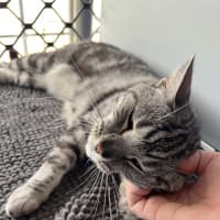 Photo of Missy