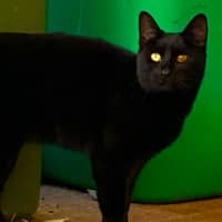 Photo of Miso