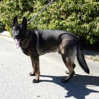 Photo of Ranger