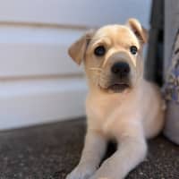 Photo of Thea   8 Week Old Staffy X Koolie (Hold)