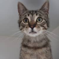 Photo of Bobble