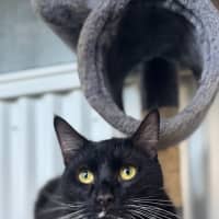 Photo of Milo