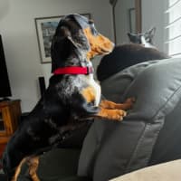 Photo of Maggie   16 Month Old Dachshund