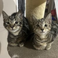 Photo of Pixel & Parker