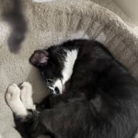 Photo of Sweet Cheeks