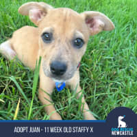 Photo of Juan   11 Week Old Staffy X