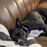Photo of Oreo