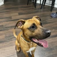 Photo of Apollo