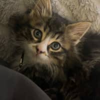 Photo of Rydor   Located In Pakenham