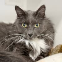 Photo of Lucky Socks