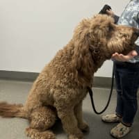 Photo of Lochie   21 Month Old Groodle