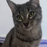 Photo of Cherry Plum 