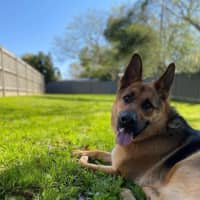 Photo of Augie   6 Year Old German Shepherd