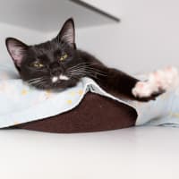 Photo of Tuna