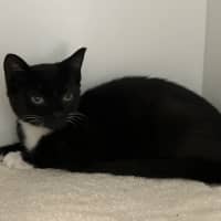 Photo of Sootie
