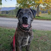 Photo of Dexter