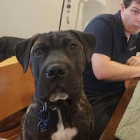 Photo of Sprout   9 Month Old Mastiff X