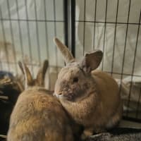 Photo of Piepie & Thunder 