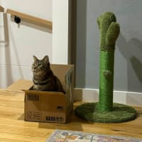 Photo of Kovu *9 Lives Project Rescue*