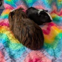 Photo of Soy / Satay