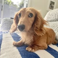 Photo of Sweet Little Rosie 