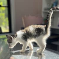 Photo of Mazda (8923)