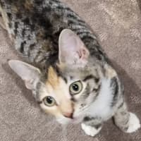 Photo of Callie