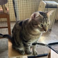 Photo of Tuppence