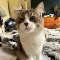 Photo of Oaken 😻 *9 Lives Project Rescue*