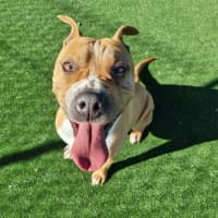 Photo of Pooh Imp 1087