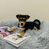 Photo of Rocco