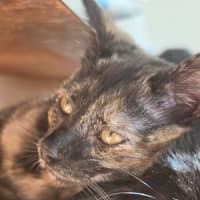 Photo of Tulip   In Foster Care In Healesville