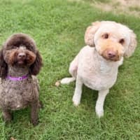 Photo of Ruby And Theo