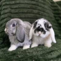 Photo of Puddles & Nimbus (Located In Wantirna South)