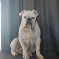 Photo of Stormin Normin