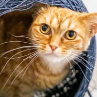 Photo of Doris The Librarian