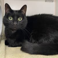 Photo of Pinot