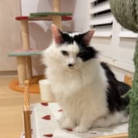 Photo of Beerus   In Foster Care In Northcote