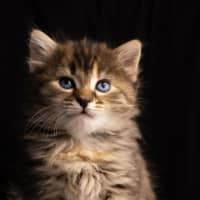 Photo of Nutmeg