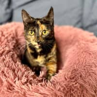 Photo of Vixen   In Foster Care In Bellfield