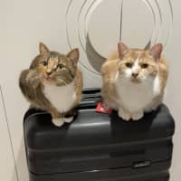 Photo of Nala & Bowie