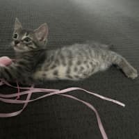 Photo of Tango