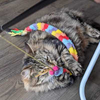 Photo of Felicity 🌹