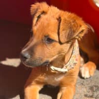 Photo of Jet Lee