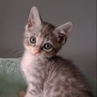 Photo of Niko