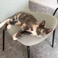 Photo of Luna